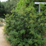 Eve Case Coffeeberry - Frangula (Rhamnus) californica 'Eve Case'