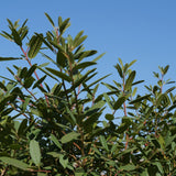 Eve Case Coffeeberry - Frangula (Rhamnus) californica 'Eve Case'