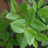 Eve Case Coffeeberry - Frangula (Rhamnus) californica 'Eve Case'