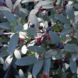 Eve Case Coffeeberry - Frangula (Rhamnus) californica 'Eve Case'