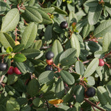 Eve Case Coffeeberry - Frangula (Rhamnus) californica 'Eve Case'