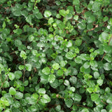 Evergreen Currant / Catalina Perfume - Ribes viburnifolium