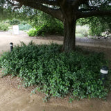 Evergreen Currant / Catalina Perfume - Ribes viburnifolium