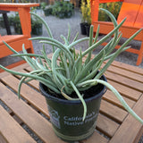 Fingertips Dudleya - Dudleya edulis