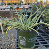 Fingertips Dudleya - Dudleya edulis