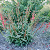 Firecracker Penstemon - Penstemon eatonii