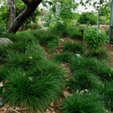 Foothill Sedge / Berkeley Sedge - Carex tumulicola