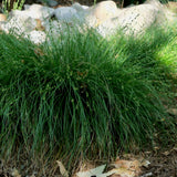 Foothill Sedge / Berkeley Sedge - Carex tumulicola