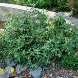 Fragrant Pitcher Sage - Lepechinia fragrans