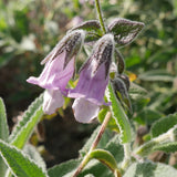Fragrant Pitcher Sage - Lepechinia fragrans