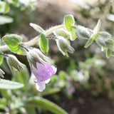 Fragrant Pitcher Sage - Lepechinia fragrans