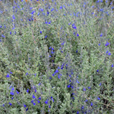 Germander Sage - Salvia chamaedryoides