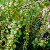 Golden Currant - Ribes aureum