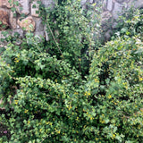 Golden Currant - Ribes aureum