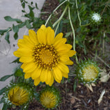 Grindelia camporum - Great Valley Gumplant