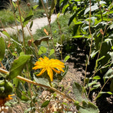 Gumplant - Grindelia stricta