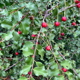 Hollyleaf Cherry - Prunus ilicifolia ssp. ilicifolia