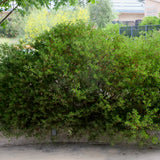 Howard McMinn Manzanita - Arctostaphylos "Howard McMinn"