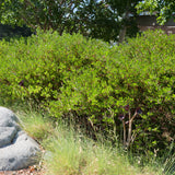 Howard McMinn Manzanita - Arctostaphylos "Howard McMinn"