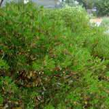 Howard McMinn Manzanita - Arctostaphylos "Howard McMinn"