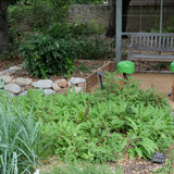 Hummingbird Sage - Salvia spathacea
