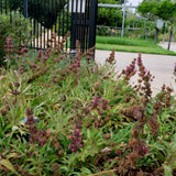 Hummingbird Sage - Salvia spathacea