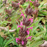 Hummingbird Sage - Salvia spathacea