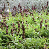Hummingbird Sage - Salvia spathacea