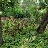 Hummingbird Sage - Salvia spathacea