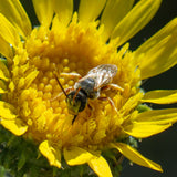 Gumplant - Grindelia stricta