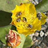 Spineless Prickly Pear - Opuntia canacapa 'Ellisiana'