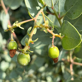 Big Berry Manzanita - Arctostaphylos glauca