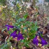 Deep Purple Mirage Autumn Sage - Salvia greggii 'Balmirdepur Mirage Deep Purple'