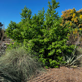 Catalina Cherry - Prunus ilicifolia ssp. lyonii