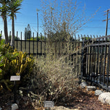 Desert Lavender - Condea emoryi