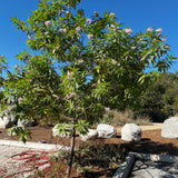 Pink Dawn Chitalpa - x Chitalpa tashkentensis ‘Pink Dawn’