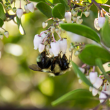 Howard McMinn Manzanita - Arctostaphylos "Howard McMinn"
