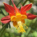 Western Columbine - Aquilegia formosa