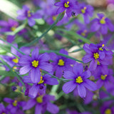 Blue-eyed grass - Sisyrinchium bellum