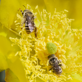 Spineless Prickly Pear - Opuntia canacapa 'Ellisiana'