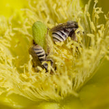 Spineless Prickly Pear - Opuntia canacapa 'Ellisiana'