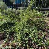 Terra Seca Black Sage - Salvia mellifera 'Terra Seca'