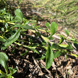 Terra Seca Black Sage - Salvia mellifera 'Terra Seca'