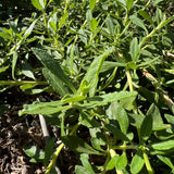 Terra Seca Black Sage - Salvia mellifera 'Terra Seca'