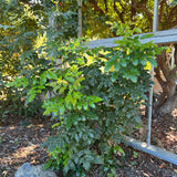 Oregon Grape - Berberis aquifolium
