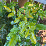 Oregon Grape - Berberis aquifolium