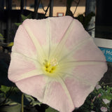 Anacapa Pink Island Morning-glory - Calystegia macrostegia 'Anacapa Pink'