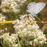 California Buckwheat - Eriogonum fasciculatum