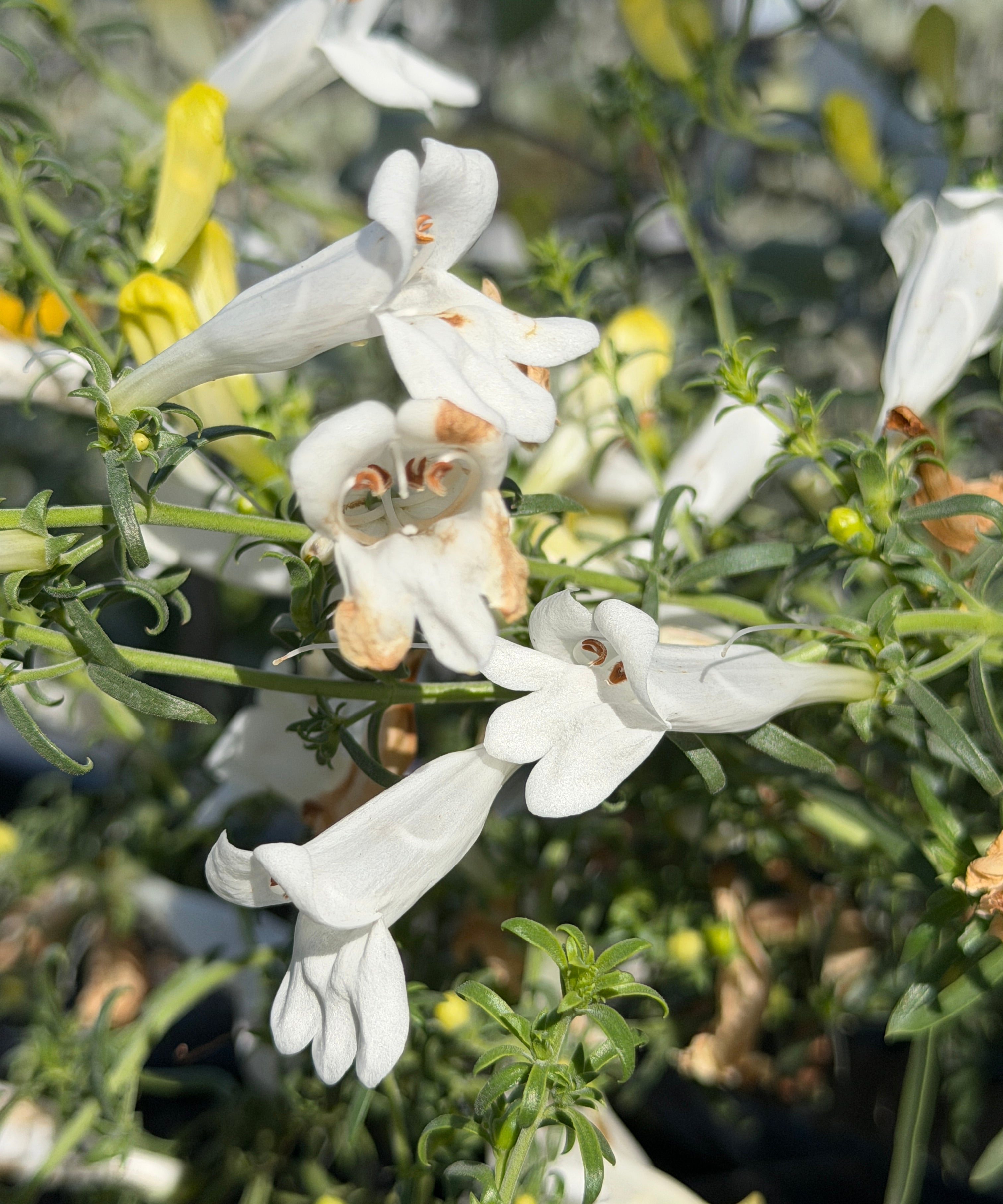 White tubular flowers with yellow buds and green foliage 