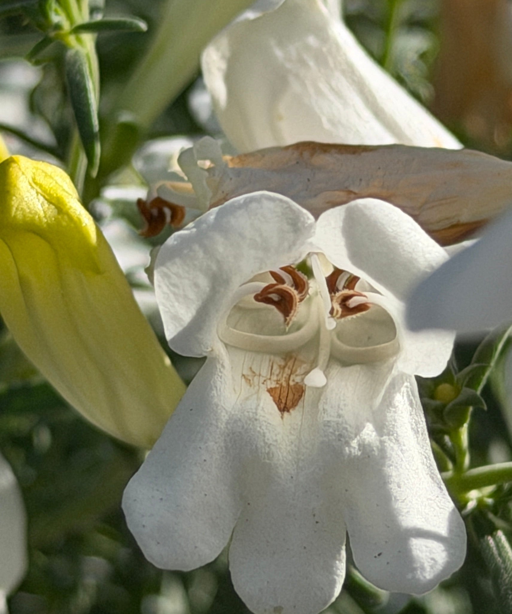White tubular flowers with yellow buds and small green foliage 